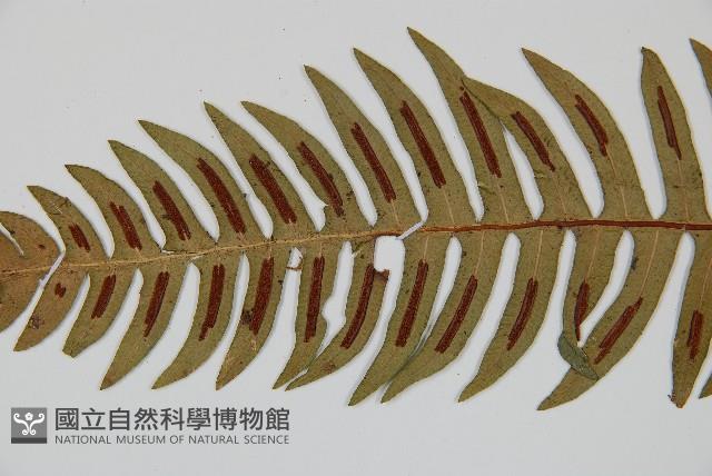 雉尾烏毛蕨藏品圖，第5張