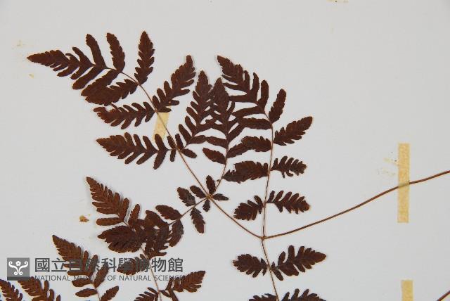 細裂羽節蕨藏品圖，第5張