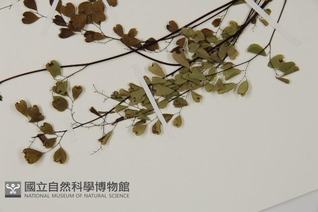 隴南鐵線蕨藏品圖，第4張