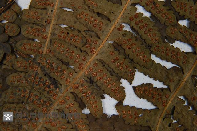 華中介蕨藏品圖，第5張