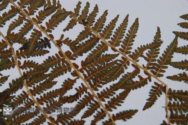 川滇蹄蓋蕨藏品圖，第8張