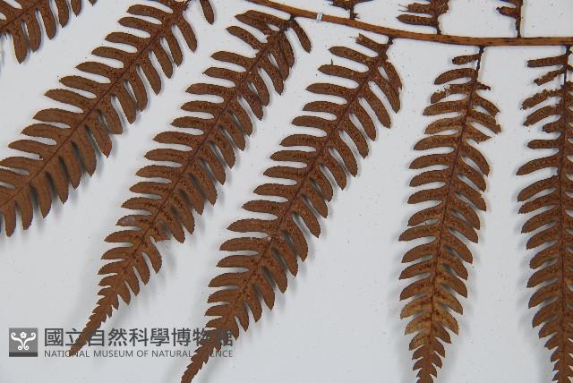 臺灣桫欏藏品圖，第5張