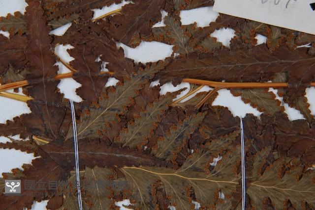 闊葉鱗蓋蕨藏品圖，第8張