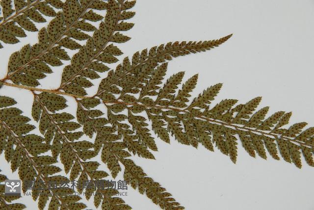 細葉複葉耳蕨藏品圖，第5張