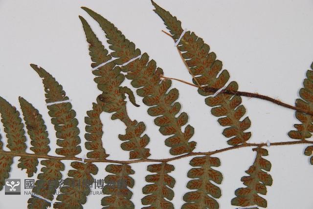 東洋蹄蓋蕨藏品圖，第5張