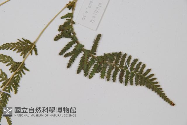 細毛碗蕨藏品圖，第5張