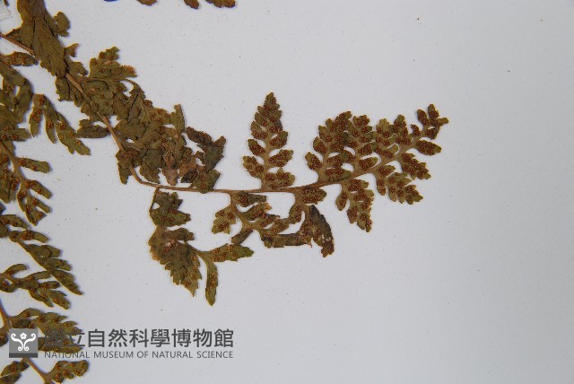冷蕨藏品圖，第5張