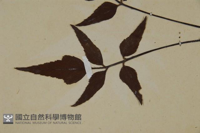 革葉鐵角蕨藏品圖，第4張