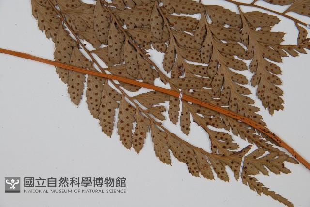 小葉複葉耳蕨藏品圖，第5張