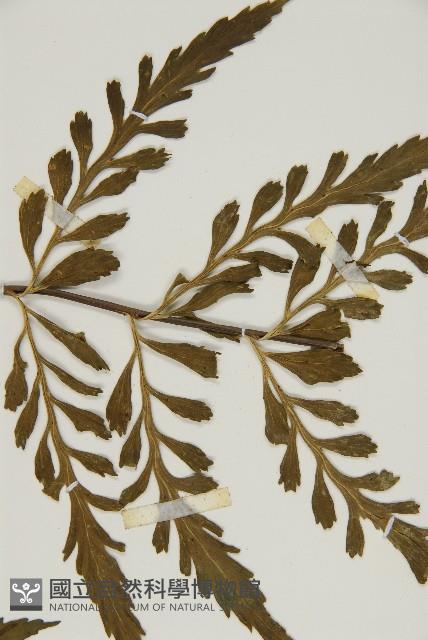 裂葉鐵角蕨藏品圖，第5張