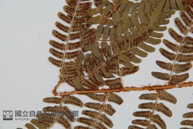 闊鱗鱗毛蕨藏品圖，第5張