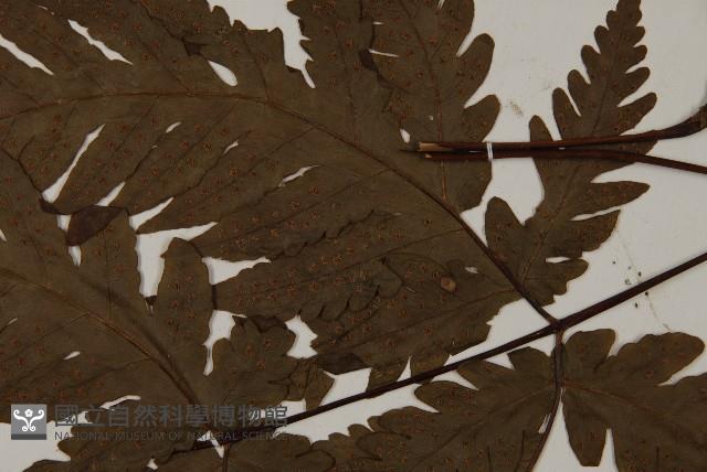 陰地三叉蕨藏品圖，第5張