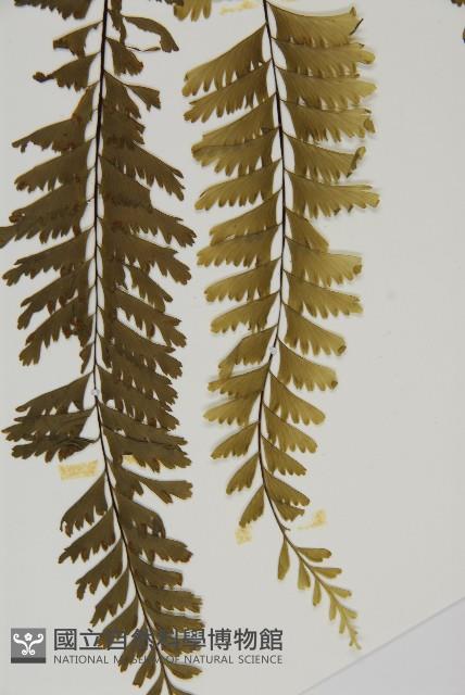 薄葉孔雀鐵角蕨、邊孢鐵角蕨藏品圖，第5張