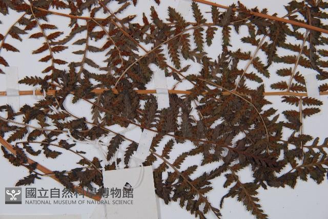 日本蹄蓋蕨藏品圖，第5張