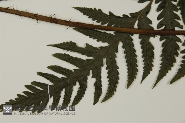 薄葉擬肋毛蕨、南洋三叉蕨藏品圖，第5張