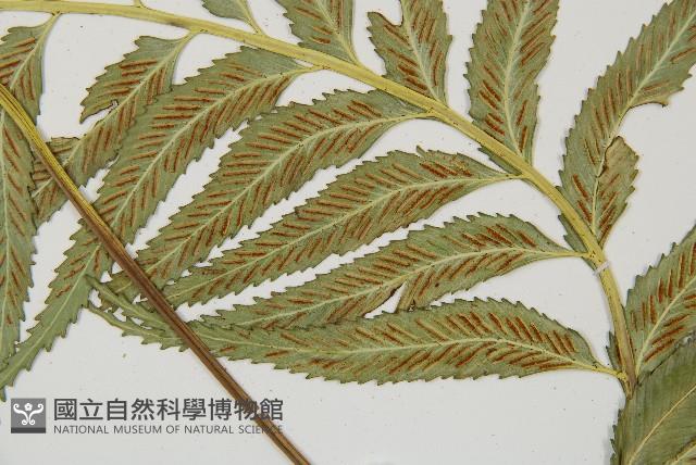 蘭嶼鐵角蕨藏品圖，第5張