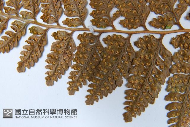 圓蓋陰石蕨藏品圖，第5張