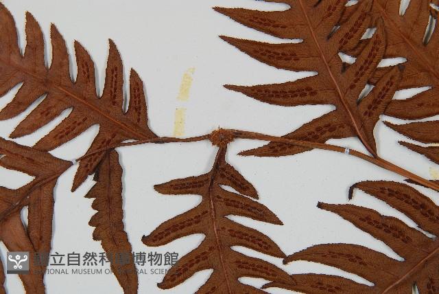 生芽狗脊蕨、頂芽狗脊蕨藏品圖，第5張