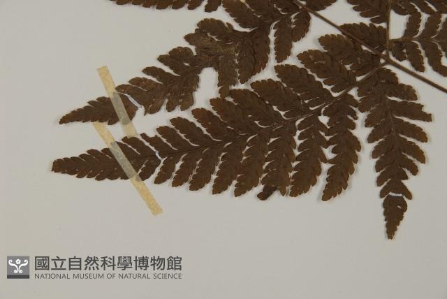 金毛蕨藏品圖，第5張