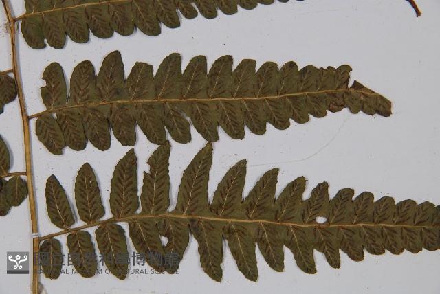 廣葉鋸齒雙蓋蕨藏品圖，第5張