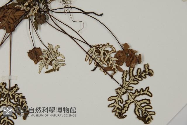 銀粉背蕨藏品圖，第5張
