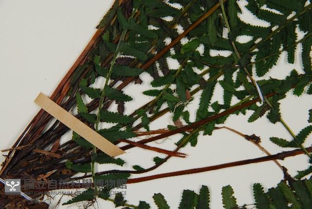 岩穴蕨藏品圖，第5張