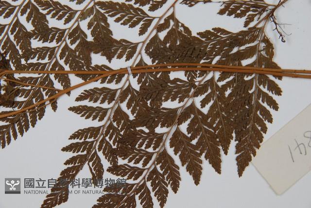 雲南小膜蓋蕨藏品圖，第5張