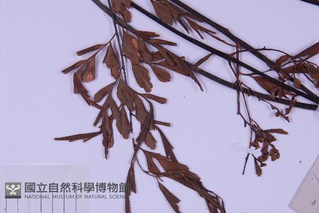 黑鱗鐵角蕨、假大羽鐵角蕨、大羽鐵角蕨藏品圖，第5張