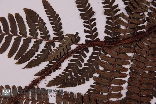 頂囊肋毛蕨藏品圖，第5張