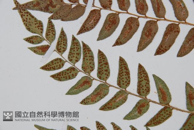 貫眾蕨藏品圖，第5張