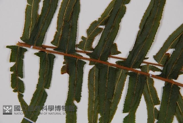 虎克氏鱗蓋蕨藏品圖，第5張