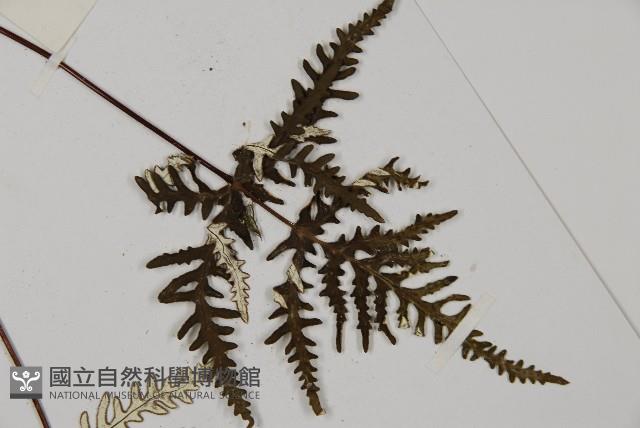 五角葉粉背蕨藏品圖，第5張