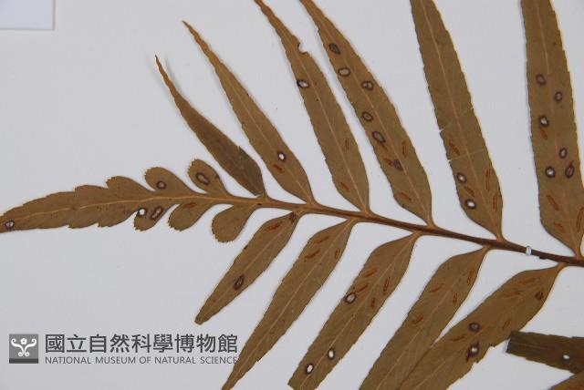 萊氏鐵角蕨藏品圖，第5張