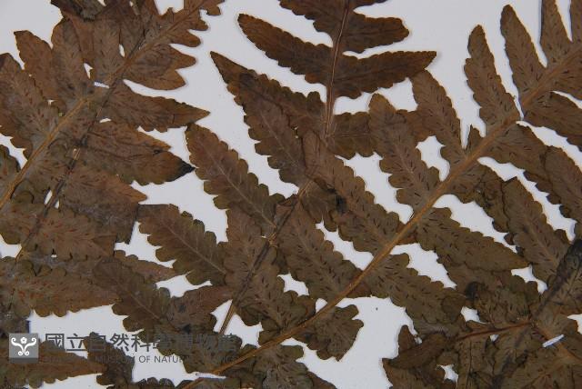 生根卷柏藏品圖，第4張