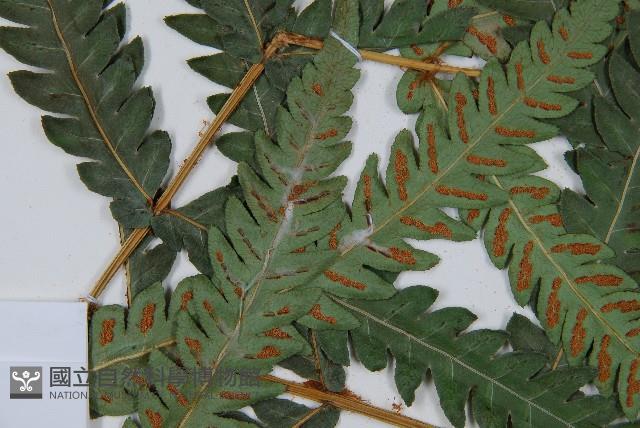 日本狗脊蕨藏品圖，第5張