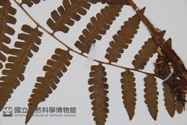 貞蕨藏品圖，第5張