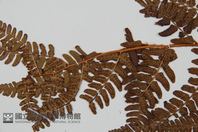 闊鱗鱗毛蕨藏品圖，第5張