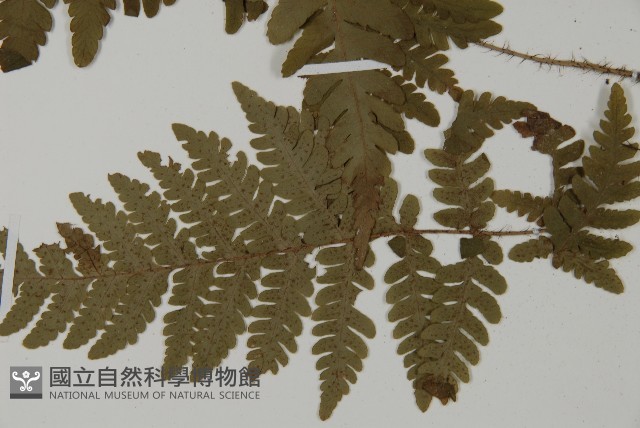 愛德氏肋毛蕨藏品圖，第5張