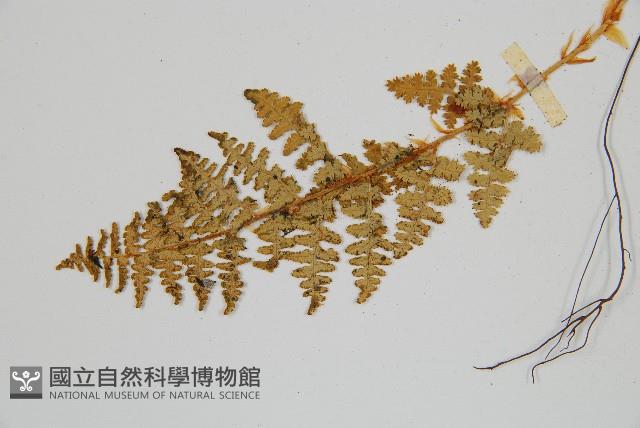 腺鱗毛蕨藏品圖，第5張