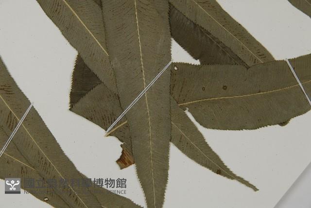 華鳳丫蕨藏品圖，第5張