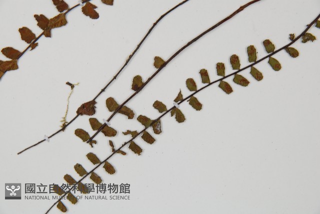 鐵角蕨藏品圖，第5張