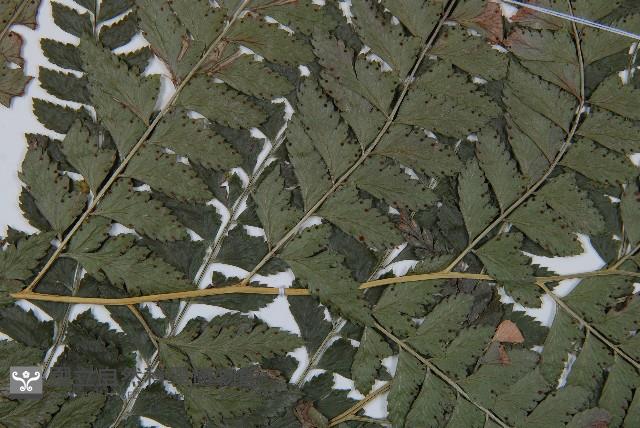 斜方複葉耳蕨藏品圖，第4張