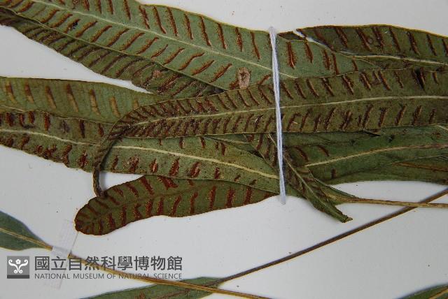 單葉雙蓋蕨藏品圖，第5張