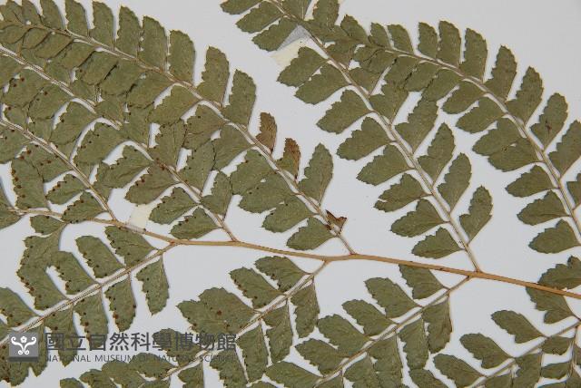 斜方複葉耳蕨藏品圖，第4張