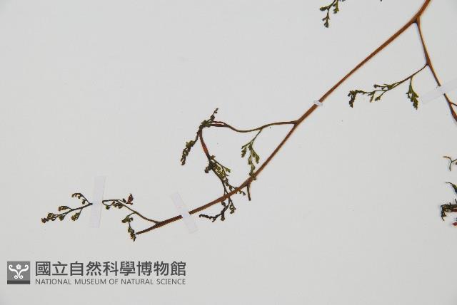 登錄號:P010032藏品圖，第5張