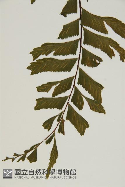 剪葉鐵角蕨藏品圖，第5張