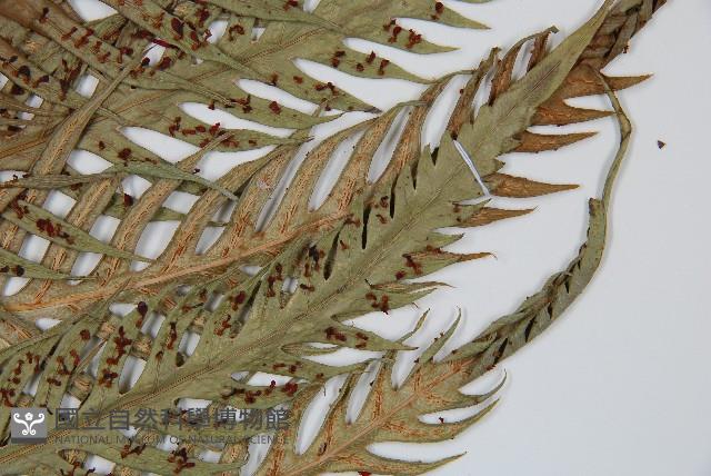 臺灣狗脊蕨藏品圖，第4張