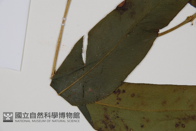 隱脈細柄雙蓋蕨藏品圖，第5張