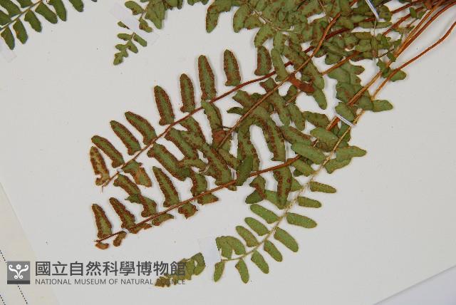 岩蕨藏品圖，第5張