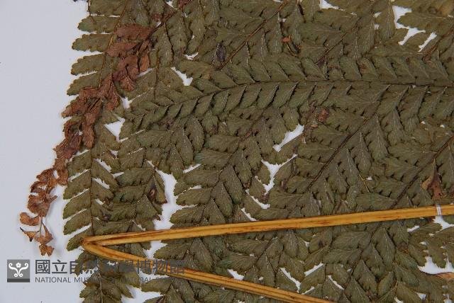 粗毛鱗蓋蕨藏品圖，第5張